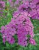 Phlox des Jardins