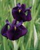 L'Iris du Japon